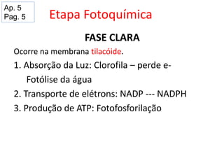 Etapa Fotoquímica
FASE CLARA
Ocorre na membrana tilacóide.
1. Absorção da Luz: Clorofila – perde e-
Fotólise da água
2. Transporte de elétrons: NADP --- NADPH
3. Produção de ATP: Fotofosforilação
Ap. 5
Pag. 5
 
