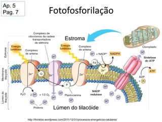 Fotofosforilação
http://thinkbio.wordpress.com/2011/12/31/processos-energeticos-celulares/
Lúmen do tilacóide
Estroma
Ap. 5
Pag. 7
 