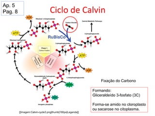 Ciclo de Calvin
[[Imagem:Calvin-cycle3.png|thumb|180px|Legenda]]
Formando:
Gliceraldeído 3-fosfato (3C)
Forma-se amido no cloroplasto
ou sacarose no citoplasma.
Fixação do Carbono
Ap. 5
Pag. 8
 