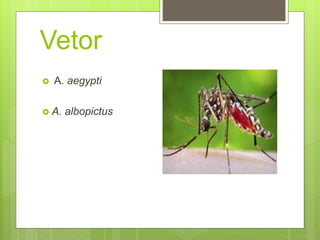Vetor
 A. aegypti
 A. albopictus
 