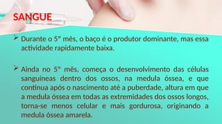 SANGUE
 Durante o 5º mês, o baço é o produtor dominante, mas essa
actividade rapidamente baixa.
 Ainda no 5º mês, começa o desenvolvimento das células
sanguíneas dentro dos ossos, na medula óssea, e que
continua após o nascimento até a puberdade, altura em que
a medula óssea em todas as extremidades dos ossos longos,
torna-se menos celular e mais gordurosa, originando a
medula óssea amarela.
 