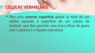 CÉLULAS VERMELHAS
 Têm uma enorme superfície global (o total de um
adulto equivale à superfície de um campo de
futebol), que lhes permite uma troca eficaz de gases
com o plasma e o líquido intersticial.
 