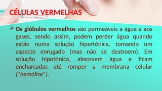CÉLULAS VERMELHAS
 Os glóbulos vermelhos são permeáveis a água e aos
gases, sendo assim, podem perder água quando
estão numa solução hipertónica, tomando um
aspecto enrugado (mas não se destroem). Em
solução hipotónica, absorvem água e ficam
encharcadas até romper a membrana celular
(“hemólise”).
 