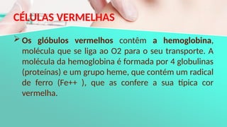 CÉLULAS VERMELHAS
 Os glóbulos vermelhos contêm a hemoglobina,
molécula que se liga ao O2 para o seu transporte. A
molécula da hemoglobina é formada por 4 globulinas
(proteínas) e um grupo heme, que contém um radical
de ferro (Fe++ ), que as confere a sua típica cor
vermelha.
 