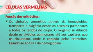 CÉLULAS VERMELHAS
Função dos eritrócitos:
 Os glóbulos vermelhos através da hemoglobina
transporta o oxigénio desde os alvéolos pulmonares
a todos os tecidos do corpo. O oxigénio se difunde
desde os alvéolos pulmonares até aos capilares que
os circundam, onde é captado pelos eritrócitos,
ligando-se ao Fe++ da hemoglobina.
 
