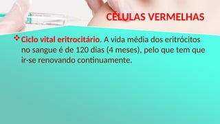 CÉLULAS VERMELHAS
Ciclo vital eritrocitário. A vida média dos eritrócitos
no sangue é de 120 dias (4 meses), pelo que tem que
ir-se renovando continuamente.
 