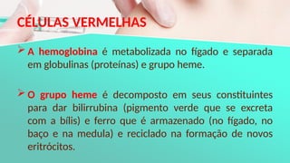 CÉLULAS VERMELHAS
 A hemoglobina é metabolizada no fígado e separada
em globulinas (proteínas) e grupo heme.
 O grupo heme é decomposto em seus constituintes
para dar bilirrubina (pigmento verde que se excreta
com a bílis) e ferro que é armazenado (no fígado, no
baço e na medula) e reciclado na formação de novos
eritrócitos.
 