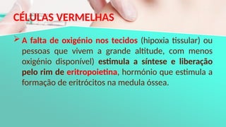 CÉLULAS VERMELHAS
 A falta de oxigénio nos tecidos (hipoxia tissular) ou
pessoas que vivem a grande altitude, com menos
oxigénio disponível) estimula a síntese e liberação
pelo rim de eritropoietina, hormónio que estimula a
formação de eritrócitos na medula óssea.
 