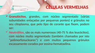 CÉLULAS VERMELHAS
 Granulócitos, grandes, com núcleo segmentado (várias
subunidades enlaçadas por pequenas pontes) e grânulos no
seu citoplasma, que pelo tipo de corante que fixam, podem
ser:
 Neutrófilos, são os mais numerosos (40-75 % dos leucócitos),
com núcleo muito segmentado (também chamados por isto
“polimorfonucleares”) e com muitos pequenos grânulos
escassamente corados por eosina-hematoxilina.
 