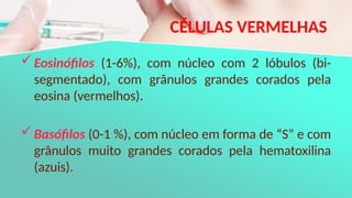 CÉLULAS VERMELHAS
Eosinófilos (1-6%), com núcleo com 2 lóbulos (bi-
segmentado), com grânulos grandes corados pela
eosina (vermelhos).
Basófilos (0-1 %), com núcleo em forma de “S” e com
grânulos muito grandes corados pela hematoxilina
(azuis).
 