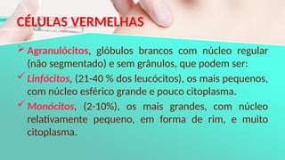 CÉLULAS VERMELHAS
 Agranulócitos, glóbulos brancos com núcleo regular
(não segmentado) e sem grânulos, que podem ser:
Linfócitos, (21-40 % dos leucócitos), os mais pequenos,
com núcleo esférico grande e pouco citoplasma.
Monócitos, (2-10%), os mais grandes, com núcleo
relativamente pequeno, em forma de rim, e muito
citoplasma.
 