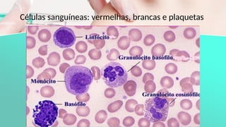Células sanguíneas: vermelhas, brancas e plaquetas
 