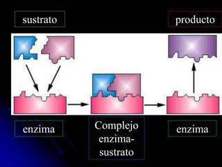 sustrato producto
enzima enzima
Complejo
enzima-
sustrato
 