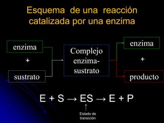 enzima enzima
Complejo
enzima-
sustrato
Esquema de una reacción
catalizada por una enzima
sustrato producto
+
E + S → ES → E + P
+
Estado de
transición
 
