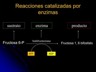 Reacciones catalizadas por
enzimas
sustrato producto
Fructosa 6-P
fosfofructocinasa
Fructosa 1, 6 bifosfato
enzima
ATP ADP
 