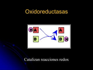 Oxidoreductasas
Catalizan reacciones redox
 