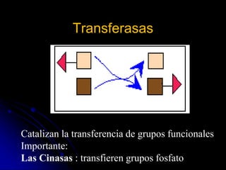 Transferasas
Catalizan la transferencia de grupos funcionales
Importante:
Las Cinasas : transfieren grupos fosfato
 