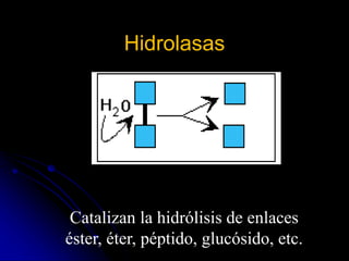Hidrolasas
Catalizan la hidrólisis de enlaces
éster, éter, péptido, glucósido, etc.
 