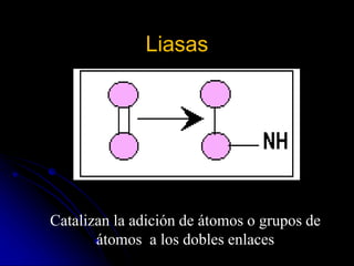 Liasas
Catalizan la adición de átomos o grupos de
átomos a los dobles enlaces
 