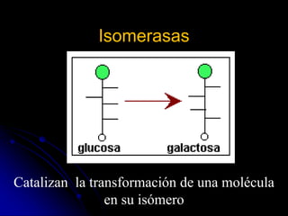 Isomerasas
Catalizan la transformación de una molécula
en su isómero
 