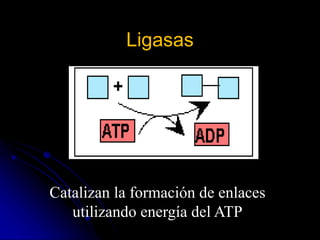 Ligasas
Catalizan la formación de enlaces
utilizando energía del ATP
 