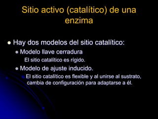 Sitio activo (catalítico) de una
enzima
 Hay dos modelos del sitio catalítico:
 Modelo llave cerradura
El sitio catalítico es rígido.
 Modelo de ajuste inducido.
El sitio catalítico es flexible y al unirse al sustrato,
cambia de configuración para adaptarse a él.
 