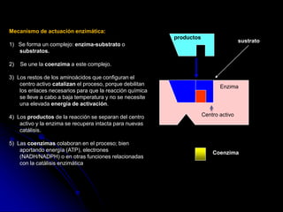 Enzima inactiva
sustrato
Enzima
productos
Coenzima
Centro activo
Mecanismo de actuación enzimática:
1) Se forma un complejo: enzima-substrato o
substratos.
2) Se une la coenzima a este complejo.
3) Los restos de los aminoácidos que configuran el
centro activo catalizan el proceso, porque debilitan
los enlaces necesarios para que la reacción química
se lleve a cabo a baja temperatura y no se necesite
una elevada energía de activación.
4) Los productos de la reacción se separan del centro
activo y la enzima se recupera intacta para nuevas
catálisis.
5) Las coenzimas colaboran en el proceso; bien
aportando energía (ATP), electrones
(NADH/NADPH) o en otras funciones relacionadas
con la catálisis enzimática
 