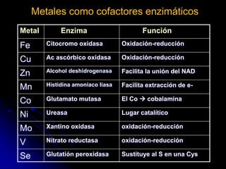 Metales como cofactores enzimáticos
Sustituye al S en una Cys
Glutatión peroxidasa
Se
oxidación-reducción
Nitrato reductasa
V
oxidación-reducción
Xantino oxidasa
Mo
Lugar catalítico
Ureasa
Ni
El Co  cobalamina
Glutamato mutasa
Co
Facilita extracción de e-
Histidina amoniaco liasa
Mn
Facilita la unión del NAD
Alcohol deshidrogenasa
Zn
Oxidación-reducción
Ac ascórbico oxidasa
Cu
Oxidación-reducción
Citocromo oxidasa
Fe
Función
Enzima
Metal
 
