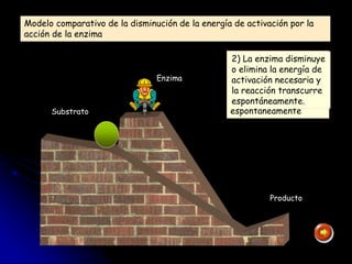Modelo comparativo de la disminución de la energía de activación por la
acción de la enzima.
Enzima
Substrato
Producto
1) La reacción no se
produce pues hace
falta una energía de
activación para que
transcurra
espontáneamente.
2) La enzima disminuye
o elimina la energía de
activación necesaria y
la reacción transcurre
espontáneamente.
 