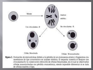 Micronuclei: Microscopic Expression and Clinical Applications in ...