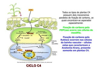 CICLO C4CICLO C4
http://www.fisicanet.com.ar/biologia/metabolismo/ap12_fijacion_de_carbono.php
PEPcasePEPcase
RUBISCORUBISCO
Todos os tipos de plantas C4
possuem dois mecanismos
paralelos de fixação de carbono, os
quais encontram-se separados
espacialmente:
Fixação de carbono pela
PEPCase ocorre nas células do
mesófilo.
Fixação de carbono pela
Rubisco ocorrem nas células
da bainha vascular - células
estas que caracterizam a
Anatomia Kranz, presente
somente em plantas C4.
 