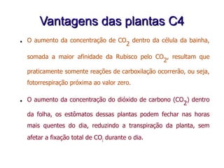 Vantagens das plantas C4Vantagens das plantas C4
● O aumento da concentração de CO
2
dentro da célula da bainha,
somada a maior afinidade da Rubisco pelo CO
2
, resultam que
praticamente somente reações de carboxilação ocorrerão, ou seja,
fotorrespiração próxima ao valor zero.
● O aumento da concentração do dióxido de carbono (CO
2
) dentro
da folha, os estômatos dessas plantas podem fechar nas horas
mais quentes do dia, reduzindo a transpiração da planta, sem
afetar a fixação total de CO2
durante o dia.
 