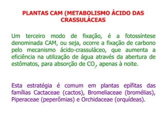 Um terceiro modo de fixação, é a fotossíntese
denominada CAM, ou seja, ocorre a fixação de carbono
pelo mecanismo ácido-crassuláceo, que aumenta a
eficiência na utilização de água através da abertura de
estômatos, para absorção de CO2
, apenas à noite.
Esta estratégia é comum em plantas epífitas das
famílias Cactaceae (cactos), Bromeliaceae (bromélias),
Piperaceae (peperômias) e Orchidaceae (orquídeas).
PLANTAS CAM (METABOLISMO ÁCIDO DAS
CRASSULÁCEAS
.
 
