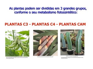 AsAs plantasplantas podempodem serser divididasdivididas emem 33 grandesgrandes grupos,grupos,
conformeconforme oo seuseu metabolismometabolismo fotossintético:fotossintético:
PLANTAS C3 - PLANTAS C4 - PLANTAS CAM
http://www.infoescola.com/plantas/cana-de-acucar/
http://eduhistoriador.blogspot.com.br/2010/04/quanto-tempo-um-cacto-
pode-ficar-sem.html
http://pt.dreamstime.com/imagens-de-stock-planta-de-feij-ampatildeo-
da-soja-image15765304
 