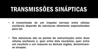 TRANSMISSÕES SINÁPTICAS
• A transmissão de um impulso nervoso entre células
excitáveis depende de estruturas altamente especializadas
para tal;
• Tais estruturas são os pontos de comunicação entre duas
células excitáveis e, quer entre dois neurônios, quer entre
um neurônio e um músculo ou demais órgãos, denominam-
se sinapse;
 