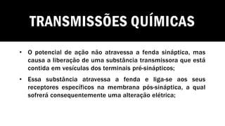 TRANSMISSÕES QUÍMICAS
• O potencial de ação não atravessa a fenda sináptica, mas
causa a liberação de uma substância transmissora que está
contida em vesículas dos terminais pré-sinápticos;
• Essa substância atravessa a fenda e liga-se aos seus
receptores específicos na membrana pós-sináptica, a qual
sofrerá consequentemente uma alteração elétrica;
 