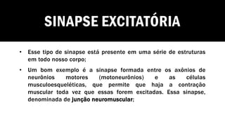 SINAPSE EXCITATÓRIA
• Esse tipo de sinapse está presente em uma série de estruturas
em todo nosso corpo;
• Um bom exemplo é a sinapse formada entre os axônios de
neurônios motores (motoneurônios) e as células
musculoesqueléticas, que permite que haja a contração
muscular toda vez que essas forem excitadas. Essa sinapse,
denominada de junção neuromuscular;
 