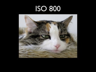 ISO 800
 