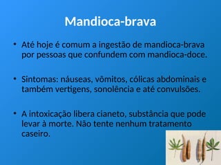 Mandioca-brava
• Até hoje é comum a ingestão de mandioca-brava
por pessoas que confundem com mandioca-doce.
• Sintomas: náuseas, vômitos, cólicas abdominais e
também vertigens, sonolência e até convulsões.
• A intoxicação libera cianeto, substância que pode
levar à morte. Não tente nenhum tratamento
caseiro.
 