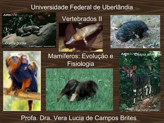 Universidade Federal de Uberlândia
Vertebrados II
Mamíferos: Evolução e
Fisiologia
Profa. Dra. Vera Lucia de Campos Brites
Okapia johnstoni
okapi
Gorilla gorilla
 