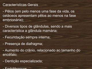 Características Gerais
- Pêlos (em pelo menos uma fase da vida, os
cetáceos apresentam pêlos ao menos na fase
embrionária);
- Diversos tipos de glândulas, sendo a mais
característica a glândula mamária;
- Fecundação sempre interna;
- Presença de diafragma;
- Aumento do crânio, relacionado ao tamanho do
encéfalo;
- Dentição especializada;
 