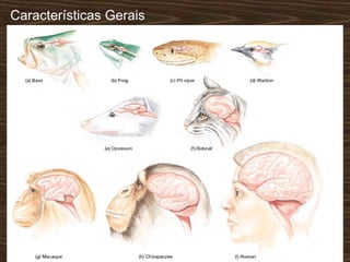 Características Gerais
 