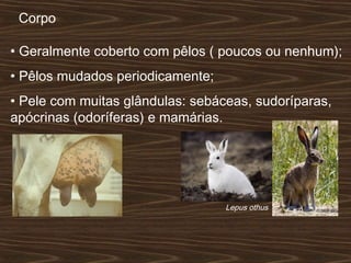 • Geralmente coberto com pêlos ( poucos ou nenhum);
• Pêlos mudados periodicamente;
• Pele com muitas glândulas: sebáceas, sudoríparas,
apócrinas (odoríferas) e mamárias.
Corpo
Lepus othus
 