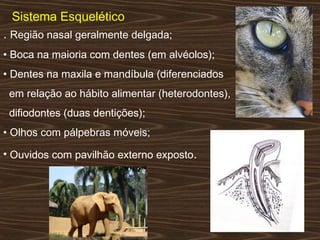 Sistema Esquelético
. Região nasal geralmente delgada;
• Boca na maioria com dentes (em alvéolos);
• Dentes na maxila e mandíbula (diferenciados
em relação ao hábito alimentar (heterodontes),
difiodontes (duas dentições);
• Olhos com pálpebras móveis;
• Ouvidos com pavilhão externo exposto.
 