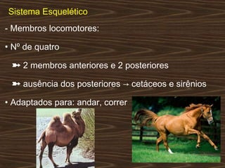 Sistema Esquelético
- Membros locomotores:
• Nº de quatro
➽ 2 membros anteriores e 2 posteriores
➽ ausência dos posteriores → cetáceos e sirênios
• Adaptados para: andar, correr
 