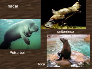 . nadar
Peixe-boi
onitorrinco
foca
 