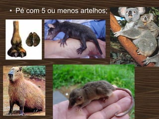 • Pé com 5 ou menos artelhos;
 