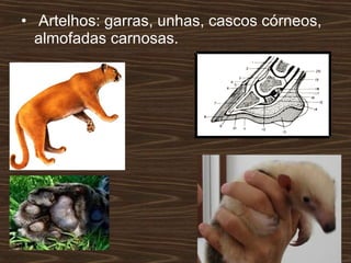 • Artelhos: garras, unhas, cascos córneos,
almofadas carnosas.
 