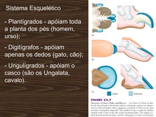 Sistema Esquelético
- Plantígrados - apóiam toda
a planta dos pés (homem,
urso);
- Digitígrafos - apóiam
apenas os dedos (gato, cão);
- Ungulígrados - apóiam o
casco (são os Ungalata,
cavalo).
 