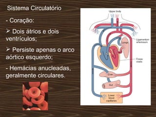 Sistema Circulatório
- Coração:
 Dois átrios e dois
ventrículos;
 Persiste apenas o arco
aórtico esquerdo;
- Hemácias anucleadas,
geralmente circulares.
 